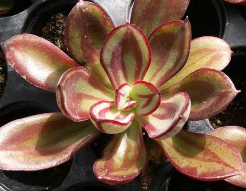 Суккулент микс уход в домашних условиях. Уход за суккулентами 15