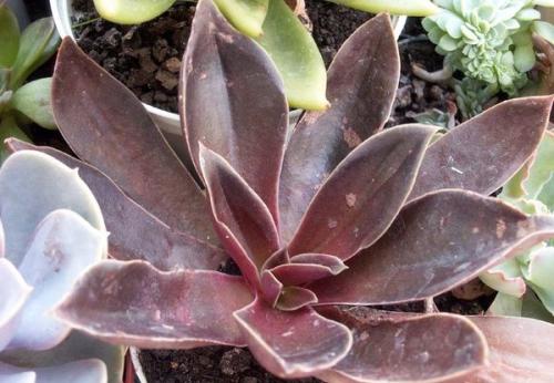 Суккулент микс уход в домашних условиях. Уход за суккулентами 13