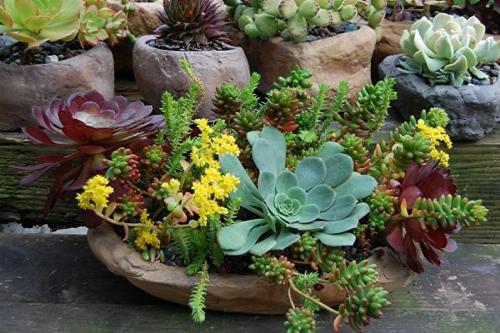 Суккулент микс уход в домашних условиях. Уход за суккулентами 07