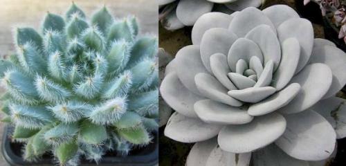 Суккулент микс уход в домашних условиях. Уход за суккулентами 12