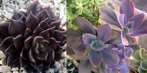 Суккулент микс уход в домашних условиях. Уход за суккулентами 16