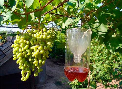 Оса из пластиковой бутылки. Ловушки-западни для ос своими руками: принципы работы и используемые материалы