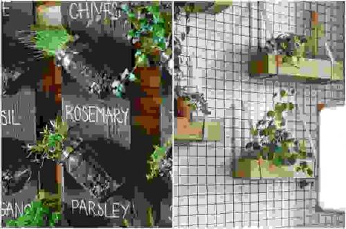 Цветы комнатные в интерьере. Растения в интерьере кухни 03 Цветы комнатные в интерьере. Растения в интерьере кухни 03