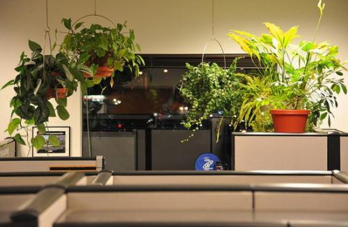 Цветы комнатные в интерьере. Растения в интерьере кухни 05 Цветы комнатные в интерьере. Растения в интерьере кухни 05