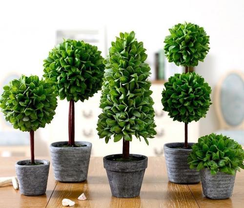 Идеи для комнатных цветов. Роль комнатных растений в интерьере