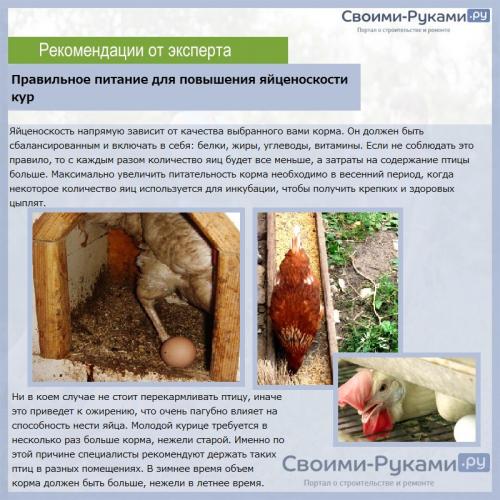 Какие породы кур несут коричневые яйца. Леггорн — порода-прародитель всех современных несушек