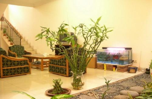 Цветы комнатные в интерьере. Растения в интерьере кухни 06 Цветы комнатные в интерьере. Растения в интерьере кухни 06