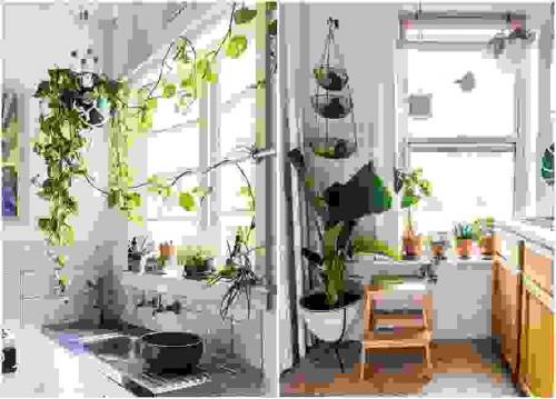 Цветы комнатные в интерьере. Растения в интерьере кухни 02 Цветы комнатные в интерьере. Растения в интерьере кухни 02