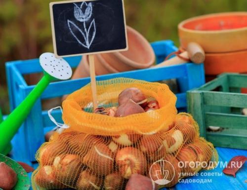 Как сохранить тюльпаны в горшке. Летне-осеннее хранение