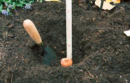 Выращивание тюльпанов в открытом грунте. Правила посадки тюльпанов в разное время года