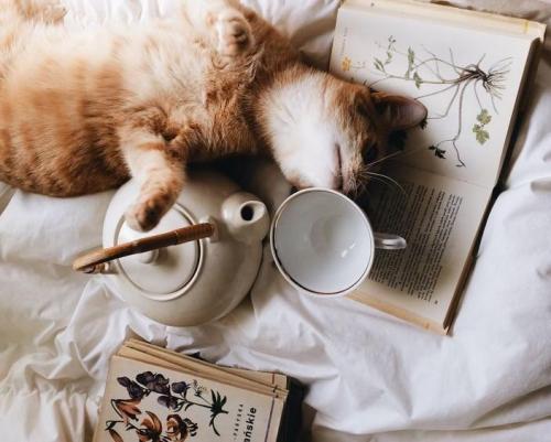 Как сделать однокомнатную квартиру уютной. Как сделать съемную квартиру уютной: 5 советов