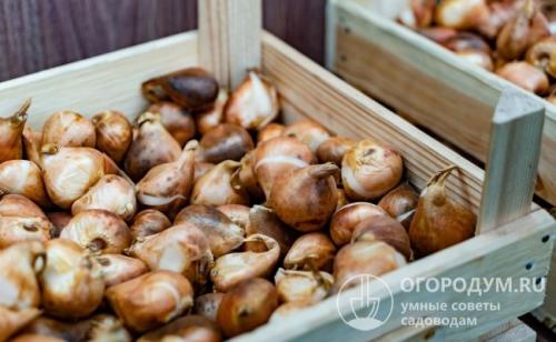 Как сохранить тюльпаны в горшке. Летне-осеннее хранение