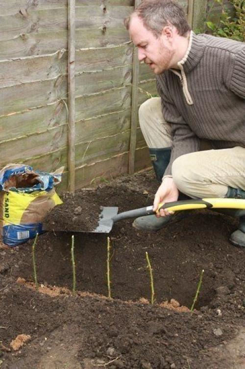 Как вырастить розу в домашних условиях из цветка. Как вырастить розу из срезанного цветка 09 Как вырастить розу в домашних условиях из цветка. Как вырастить розу из срезанного цветка 09