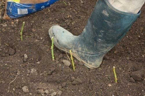 Как вырастить розу в домашних условиях из цветка. Как вырастить розу из срезанного цветка 10 Как вырастить розу в домашних условиях из цветка. Как вырастить розу из срезанного цветка 10