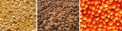 Чечевица, как вкусно приготовить. Как вкусно и правильно приготовить чечевицу 22 Чечевица, как вкусно приготовить. Как вкусно и правильно приготовить чечевицу 22