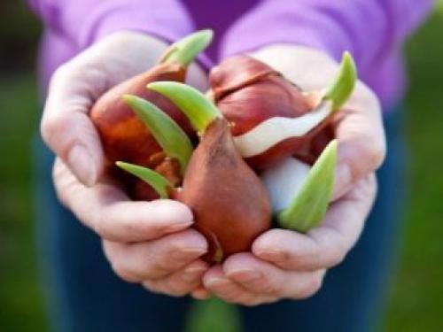 Тюльпаны посадка и уход в домашних условиях. Подкормки для тюльпанов 05