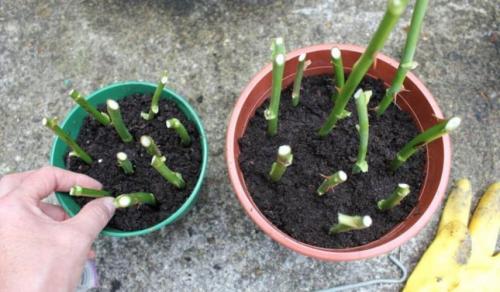 Как вырастить розу из черенка осенью. Черенкование розы осенью. Простой способ размножения