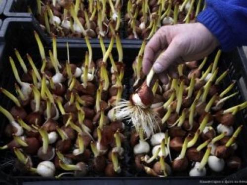 Тюльпаны посадка и уход в домашних условиях. Подкормки для тюльпанов 04