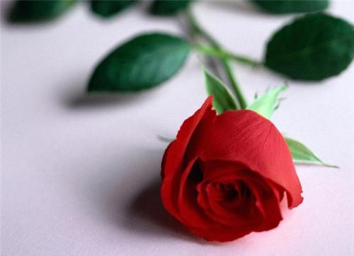 Как вырастить розу в домашних условиях из цветка. Как вырастить розу из срезанного цветка