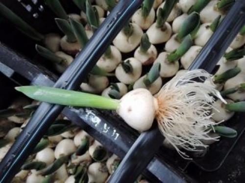 Тюльпаны посадка и уход в домашних условиях. Подкормки для тюльпанов 03