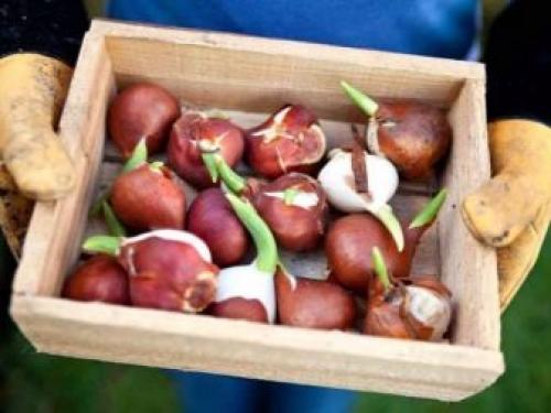 Тюльпаны посадка и уход в домашних условиях. Подкормки для тюльпанов 01