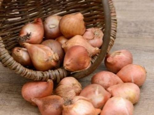 Тюльпаны посадка и уход в домашних условиях. Подкормки для тюльпанов 02