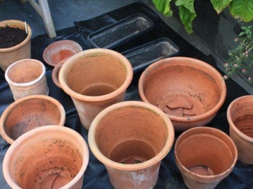 Тюльпаны в горшках на улице. Выбираем подходящие горшки для тюльпанов