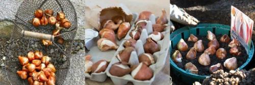 Можно ли посадить дома тюльпаны. Как правильно сажать цветок 09