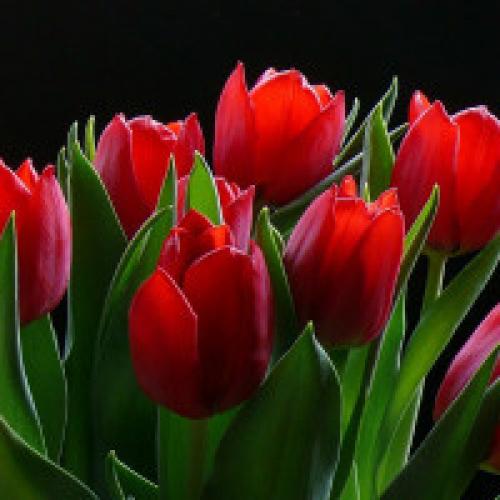 Можно ли посадить тюльпаны весной и зацветут ли они. Посадка тюльпанов весной