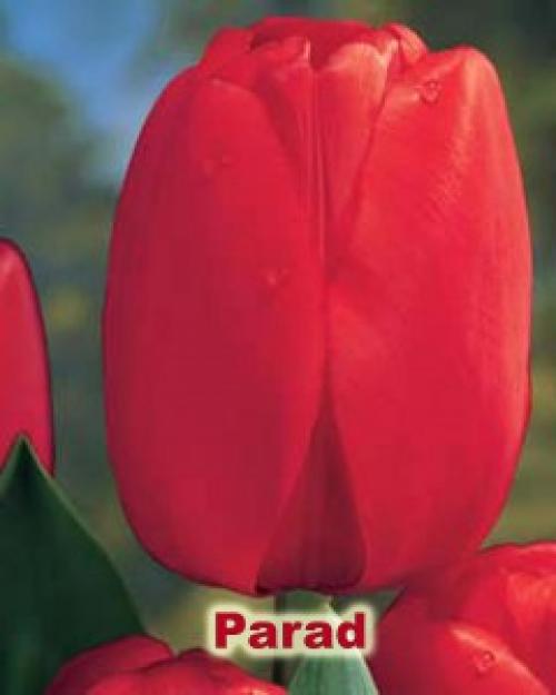 Как дома в горшке вырастить тюльпаны. Как посадить тюльпаны в домашних условиях?