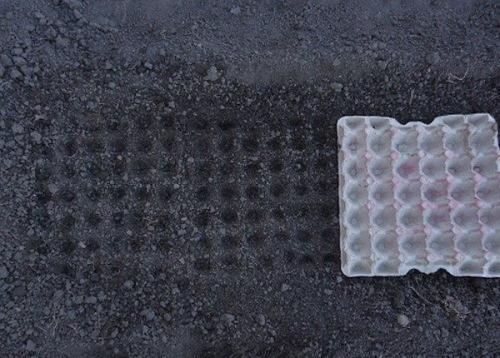 Как использовать ячейки из под яиц в огороде. Полезное применение бумажных лотков для яиц в огороде