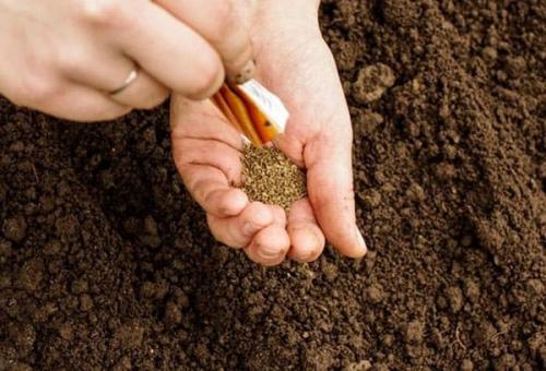 Можно ли посадить морковь в июне. О сортах для позднего высаживания