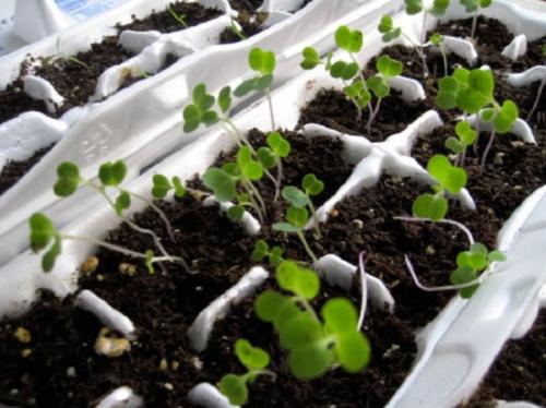 Что можно сделать из коробки из под яиц. Оригинальные поделки, которые можно смастерить из обычных картонок для яиц