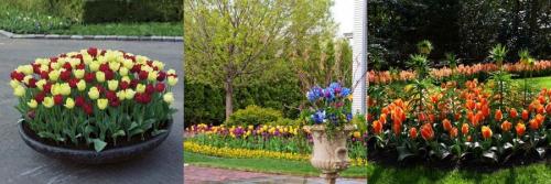 Можно ли посадить дома тюльпаны. Как правильно сажать цветок 08