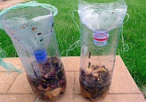 Насекомые из пластиковых бутылок. Как изготовить ловушку для насекомых из пластиковых бутылок