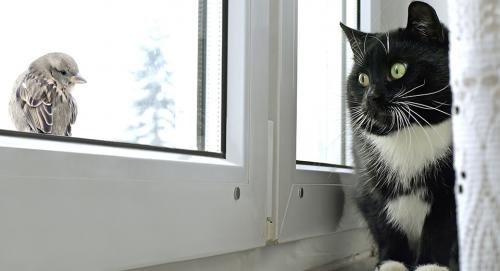 Утепление и ремонт лоджии. Признаки неправильного утепления балкона или лоджии 13