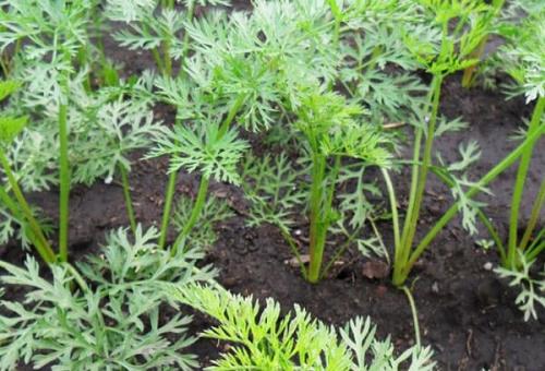 Можно ли посадить морковь в июне. О сортах для позднего высаживания