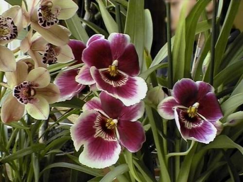 Комнатные растения любящие тень. Цветущие теневыносливые комнатные растения