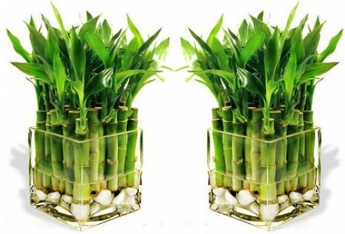 Растения для привлечения денег. 5 растений, привлекающих деньги и богатство!