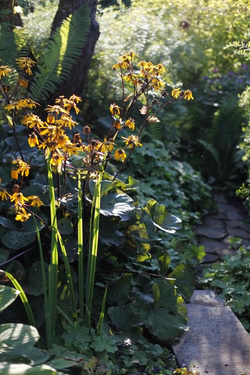 Растения любящие тень и влагу. Растения для влажной тени