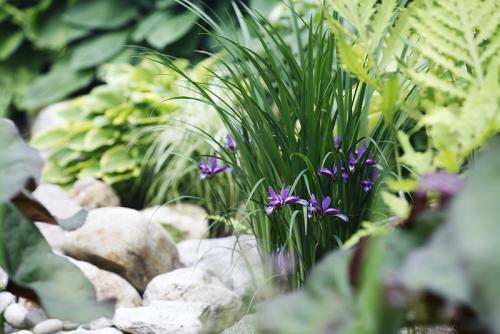 Растения любящие тень и влагу. Растения для влажной тени