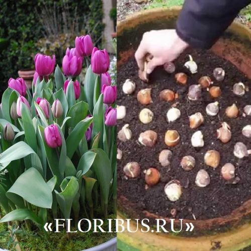 Как посадить дома тюльпаны. Как можно посадить тюльпаны дома в горшке