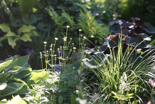 Растения любящие тень и влагу. Растения для влажной тени