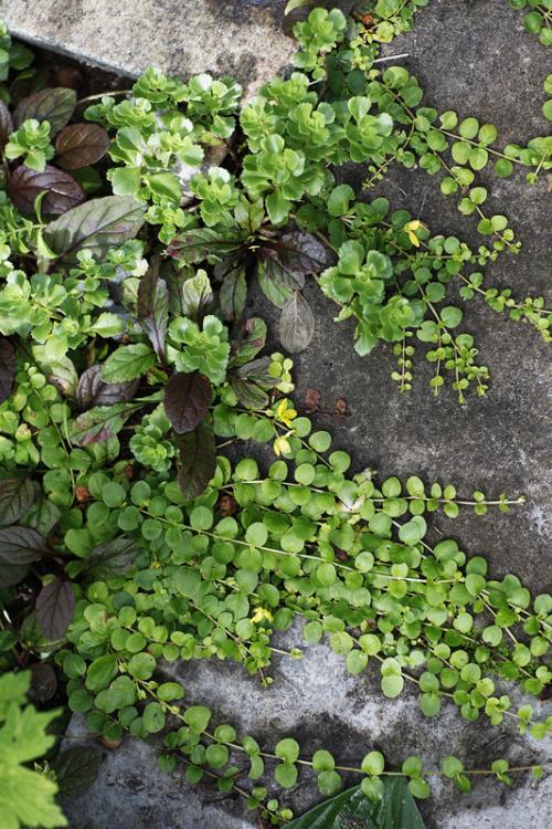 Растения любящие тень и влагу. Растения для влажной тени