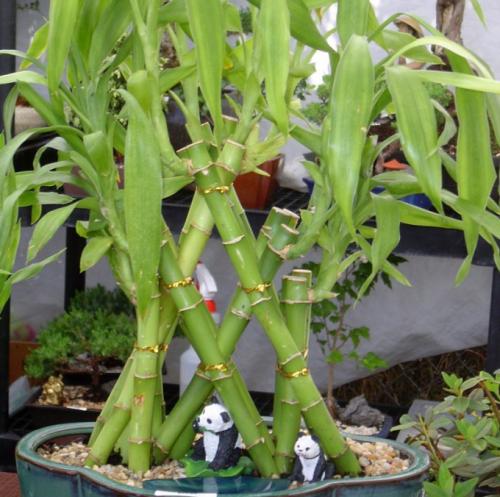 Цветок успеха в бизнесе. Цветы по фен-шуй, как средство привлечения богатства