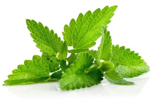 Растения для привлечения денег. 5 растений, привлекающих деньги и богатство!