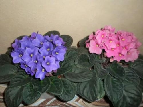 Комнатные растения любящие тень. Цветущие теневыносливые комнатные растения