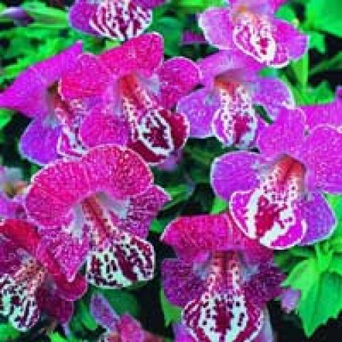 Однолетники для тени. Теневыносливые цветы – однолетники.