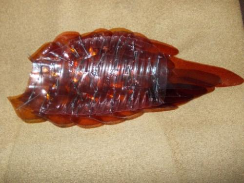 Как сделать павлина из бутылок пластиковых. Видео-уроки 03