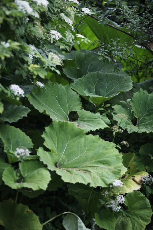 Растения любящие тень и влагу. Растения для влажной тени